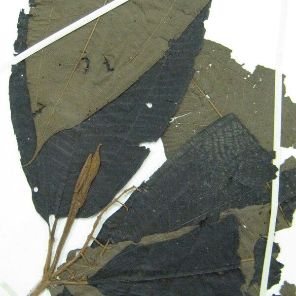 Miconia dispar
