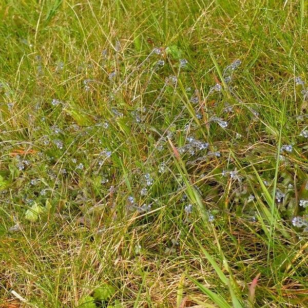 Myosotis ramosissima Habit