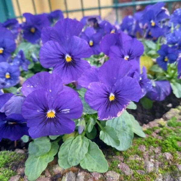 Viola × wittrockiana 花