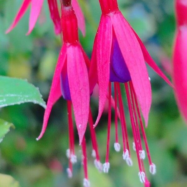 Fuchsia magellanica Blüte