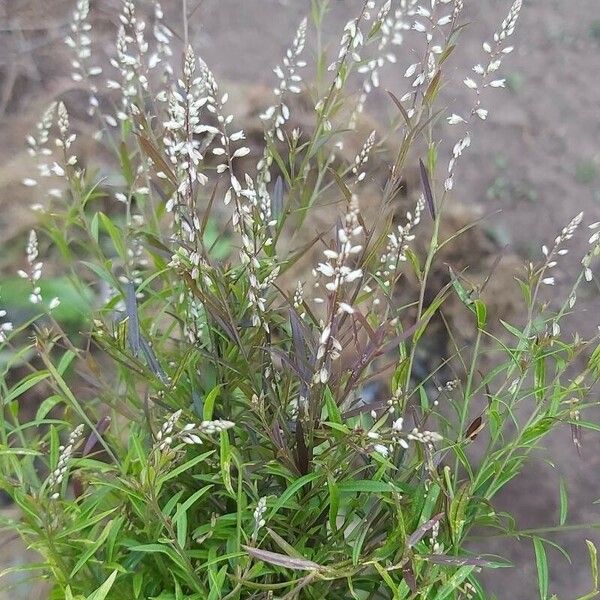 Polygala paniculata Blad