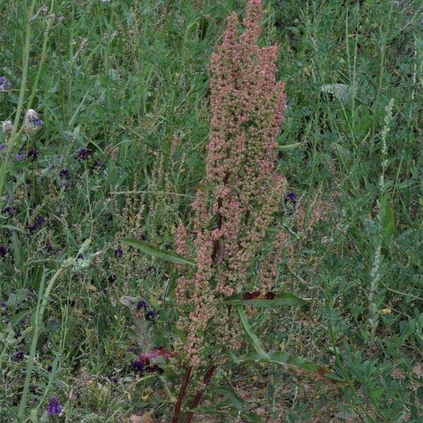 Rumex crispus Habitus