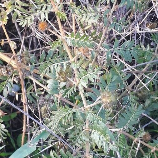 Tribulus terrestris Fruchs