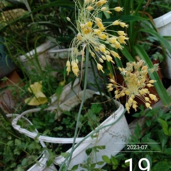 Allium flavum Flower