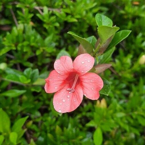 Barleria repens Flor