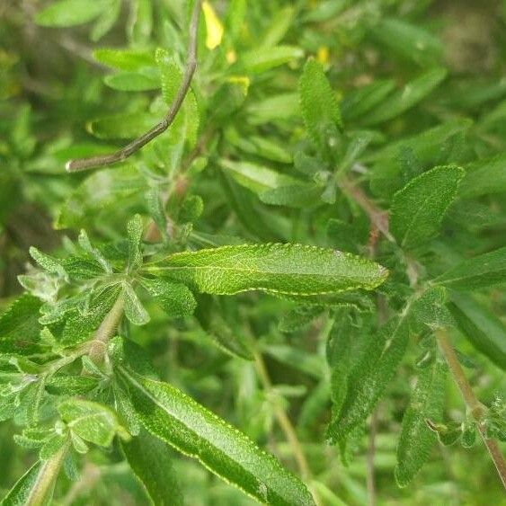 Salvia mellifera Leaf