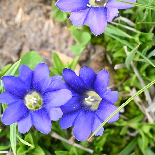 Gentiana pyrenaica Flower