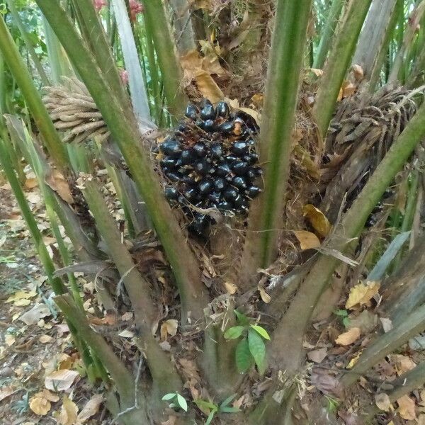 Elaeis guineensis Fruit