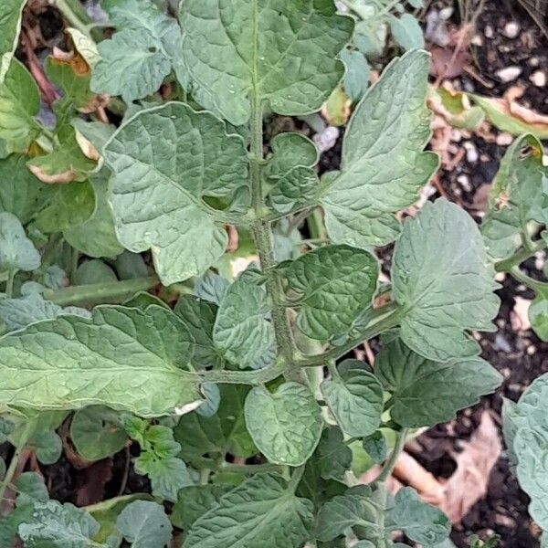 Solanum lycopersicum 叶