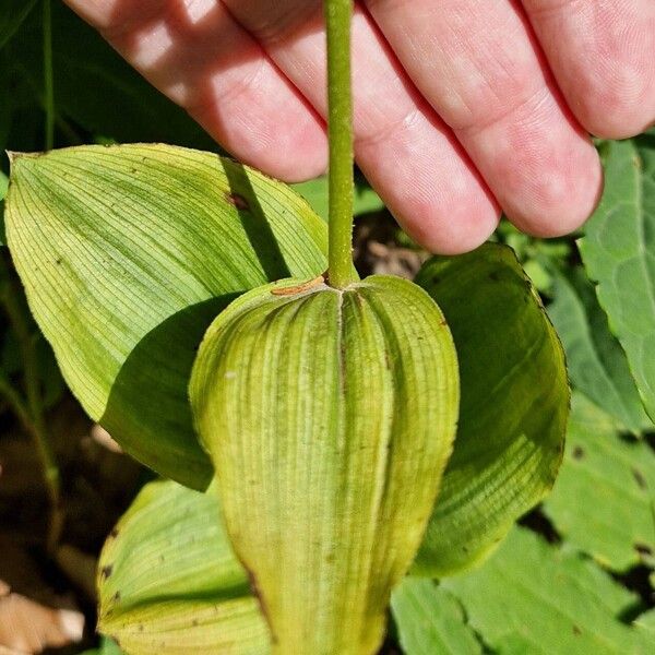 Epipactis helleborine Folla