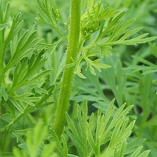 Nigella sativa Bark