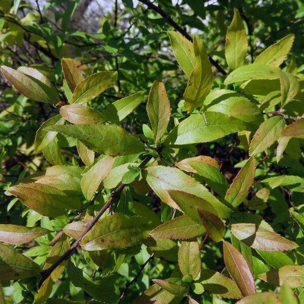 Symphoricarpos orbiculatus Leaf