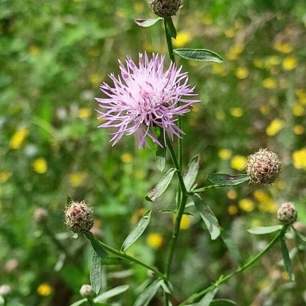 Centaurea stoebe Blad