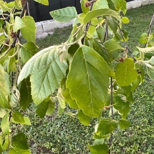 Betula nigra Foglia