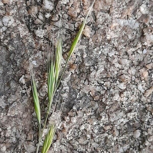 Festuca bromoides Λουλούδι