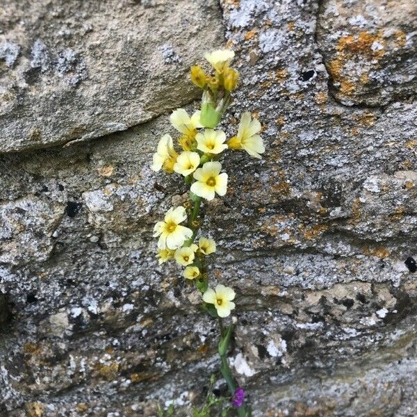 Sisyrinchium striatum Flor