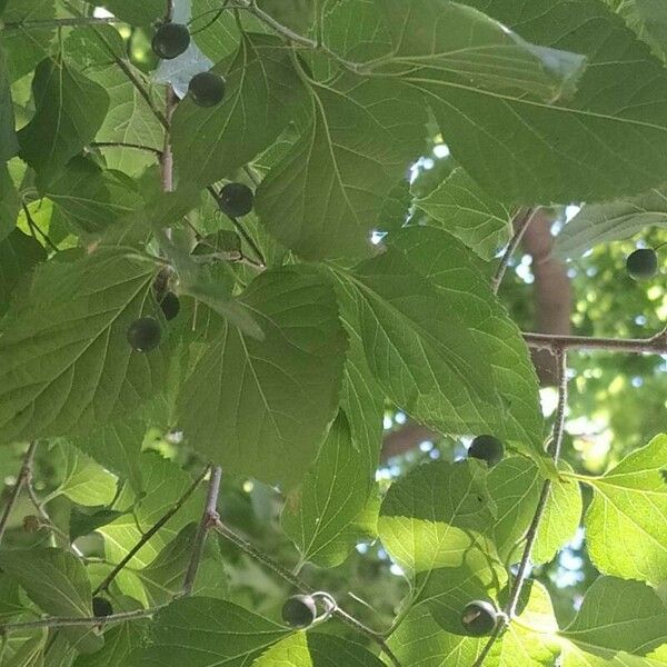 Celtis occidentalis Fruit