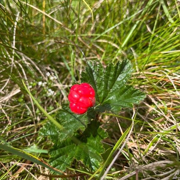 Rubus chamaemorus Φρούτο