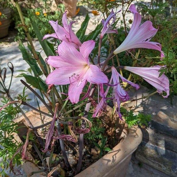 Amaryllis belladonna Bloem