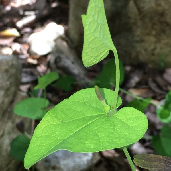 Aristolochia rotunda Yaprak