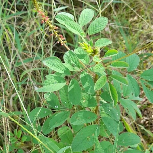 Indigofera hirsuta Habit