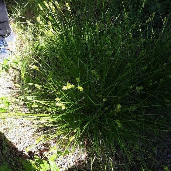 Carex muricata Habit