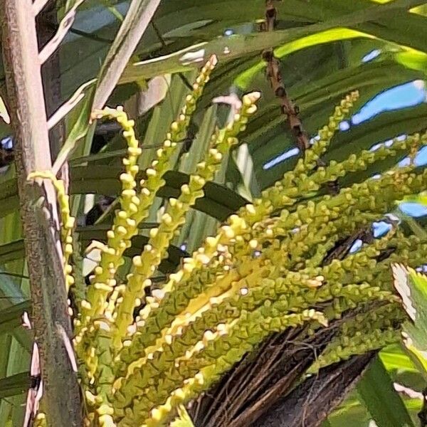 Arenga engleri Flower