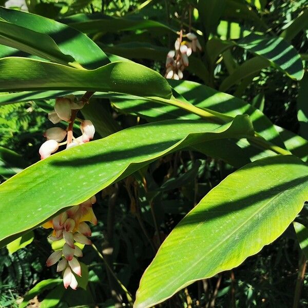 Alpinia zerumbet Blad