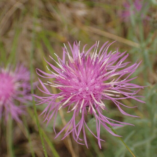 Centaurea stoebe Blüte