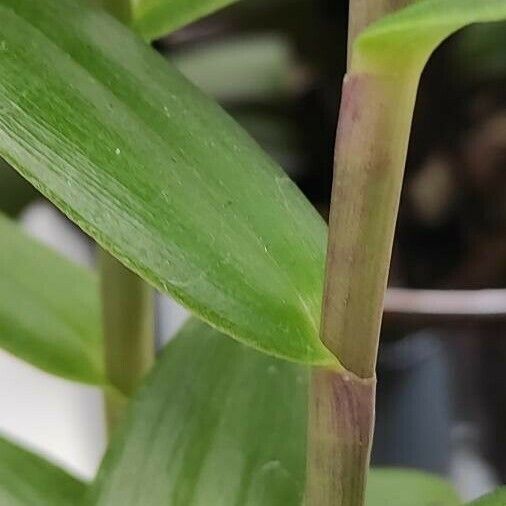 Epidendrum radicans Casca