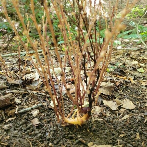 Epifagus virginiana Frunză