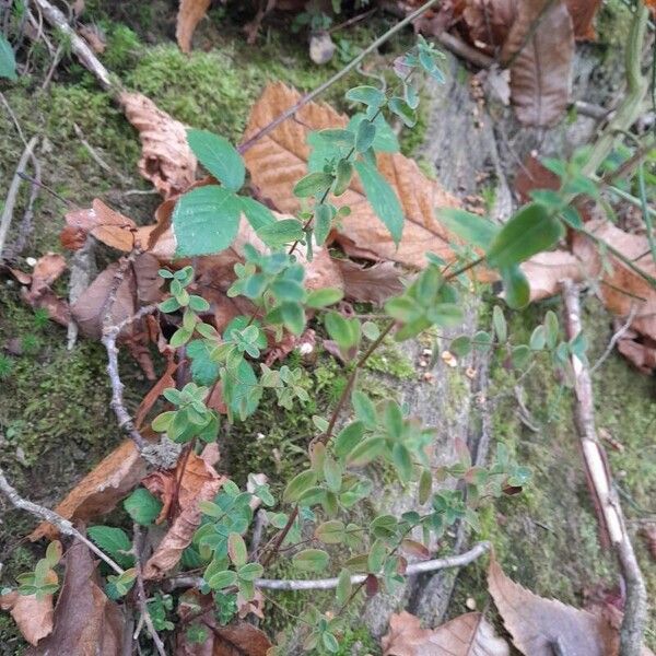 Hypericum pulchrum Habit