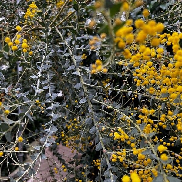 Acacia cultriformis Blad