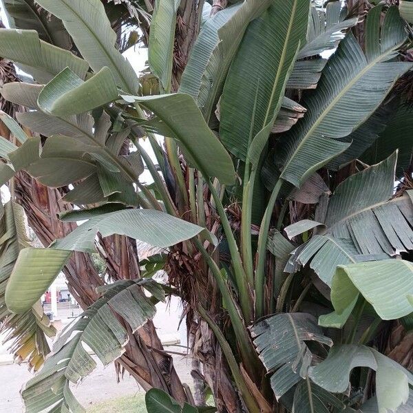 Strelitzia nicolai Blad