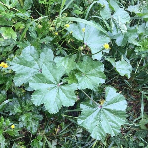 Malva parviflora Лист