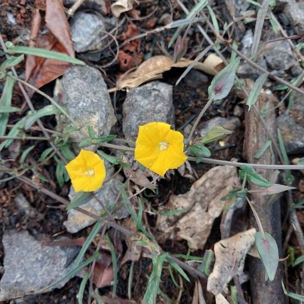 Xenostegia tridentata Other