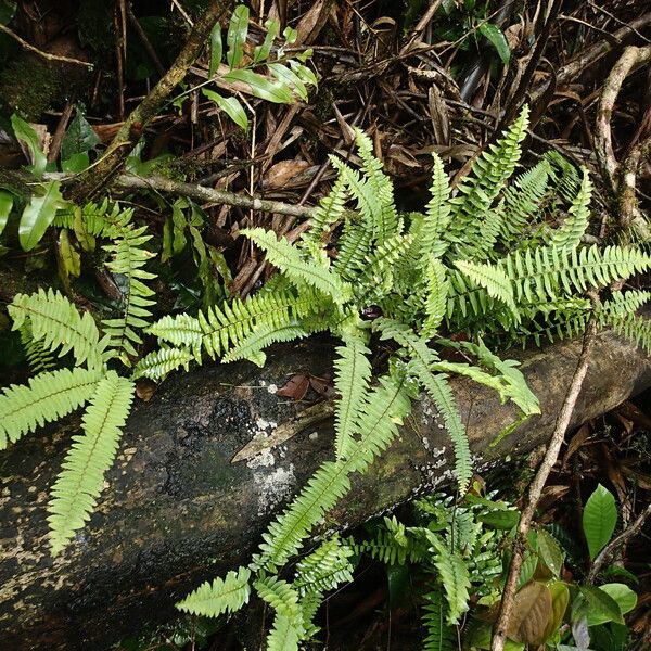 Nephrolepis undulata Habit