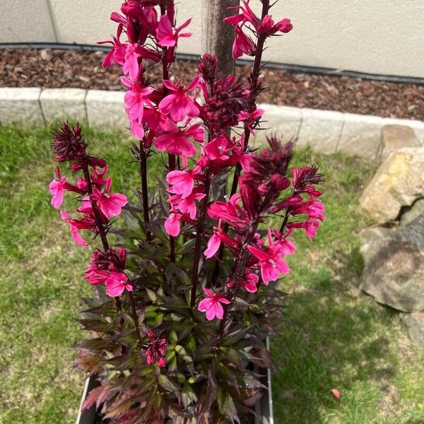 Lobelia cardinalis Flor