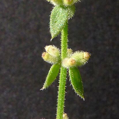 Galium verticillatum Övriga