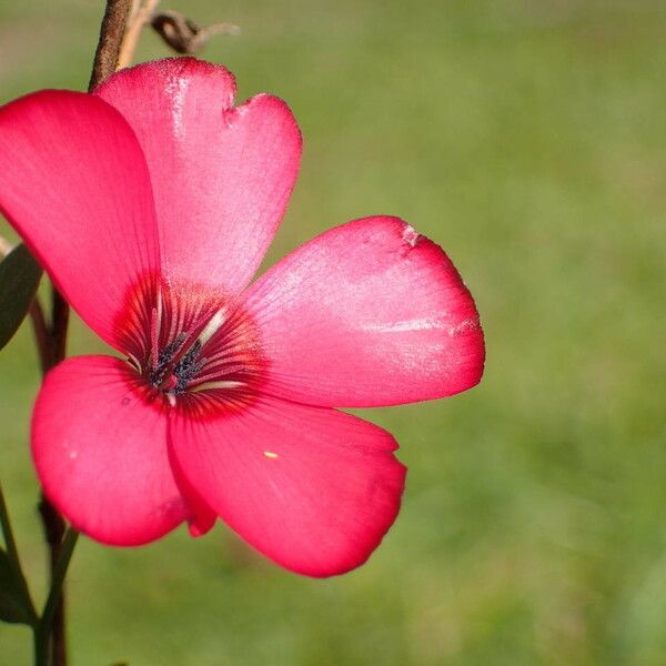 Linum grandiflorum Flower