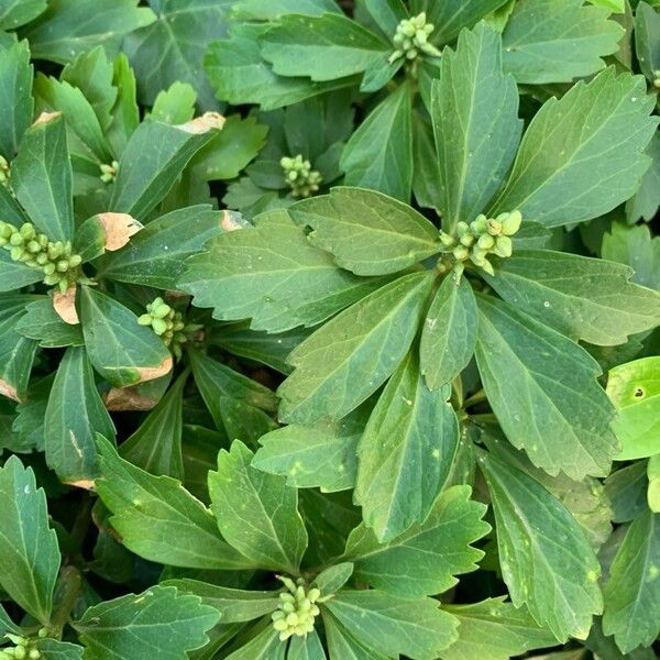 Pachysandra terminalis Leaf