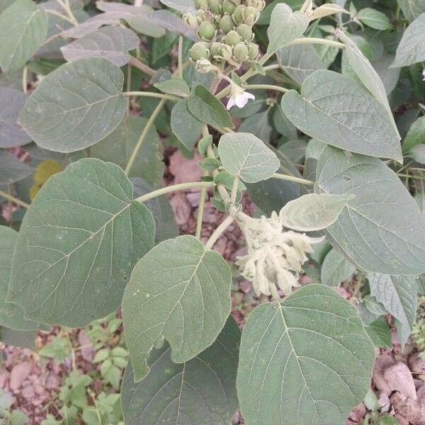 Solanum abutiloides Leaf