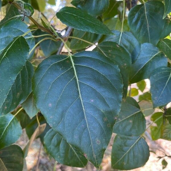 Populus balsamifera 葉