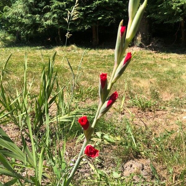 Gladiolus communis Blüte