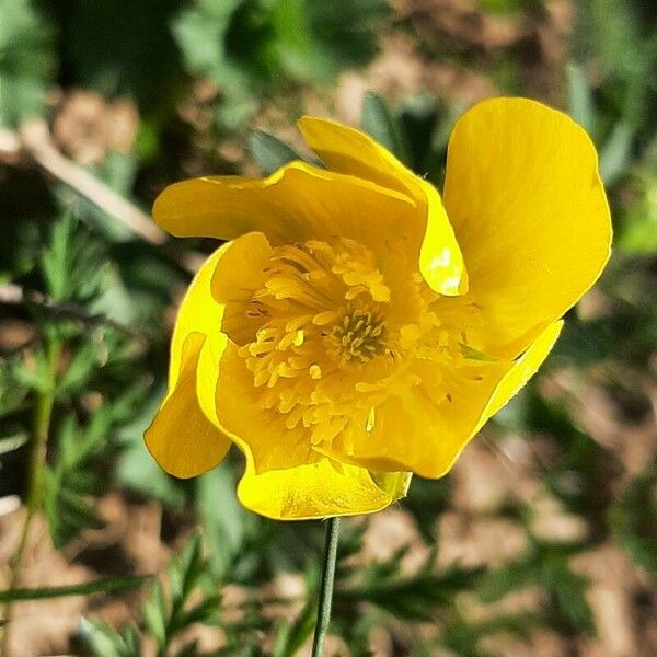 Ranunculus montanus Kvet