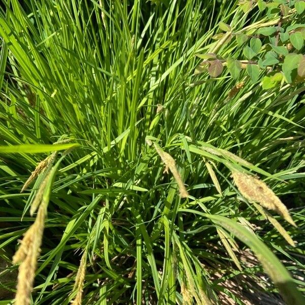 Carex stricta Leaf