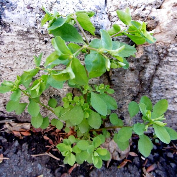 Euphorbia peplus Vekstform