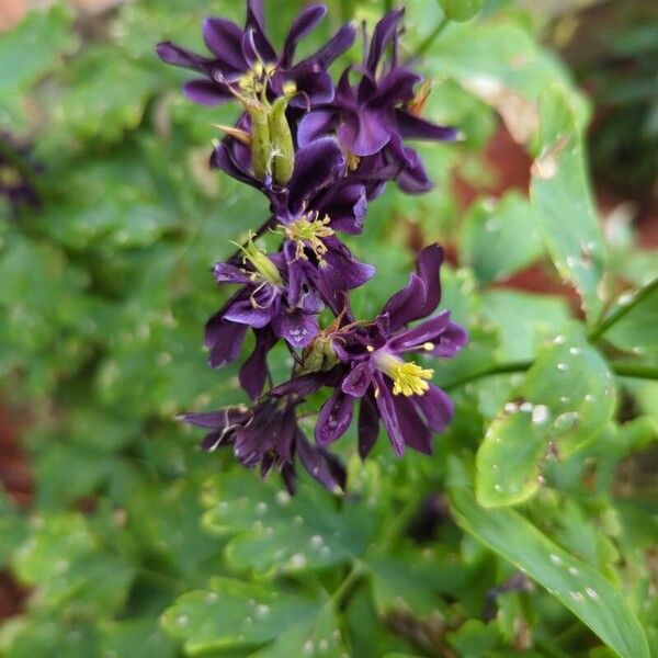 Aquilegia atrata ফুল