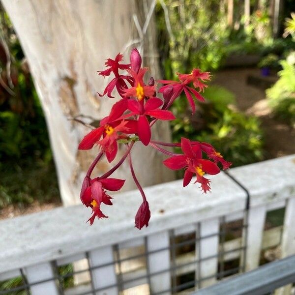 Epidendrum ibaguense Fleur