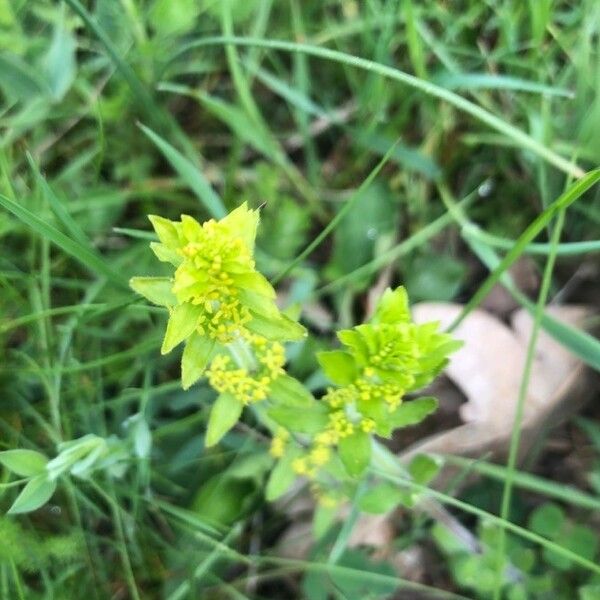 Cruciata laevipes Foglia